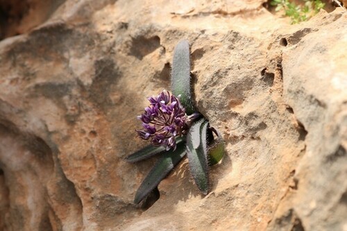 Scilla (Squills) (alternate view 2)