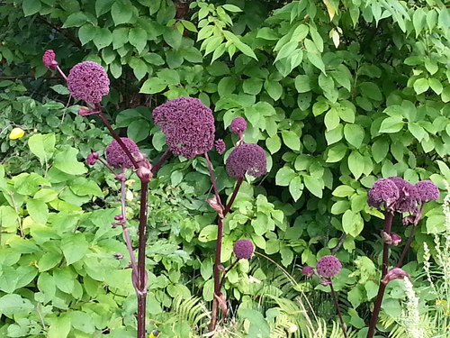 Angelica gigas (Korean Angelica) (alternate view 2)