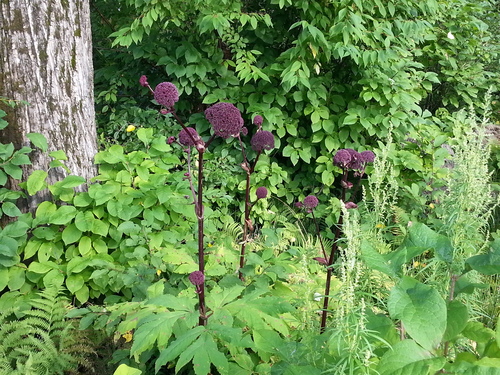Angelica gigas (Korean Angelica) (alternate view 3)