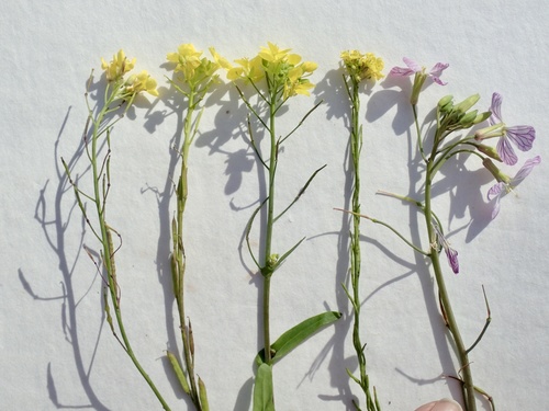 Brassica (cabbages and mustards) (alternate view 3)