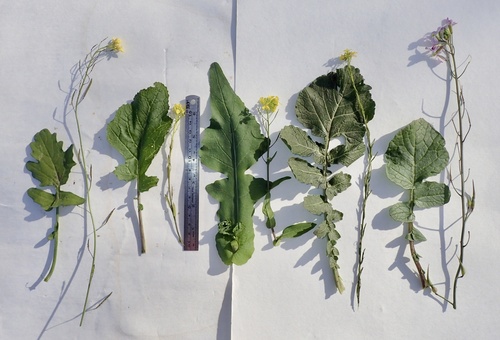 Brassica (cabbages and mustards) (alternate view 4)