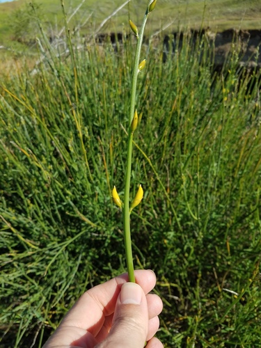 Spartium junceum (Spanish Broom)