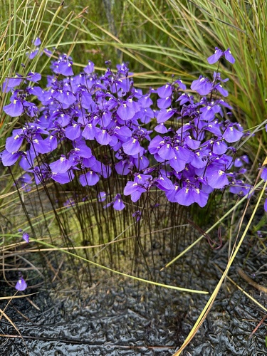 Utricularia dichotoma (fairy aprons)
