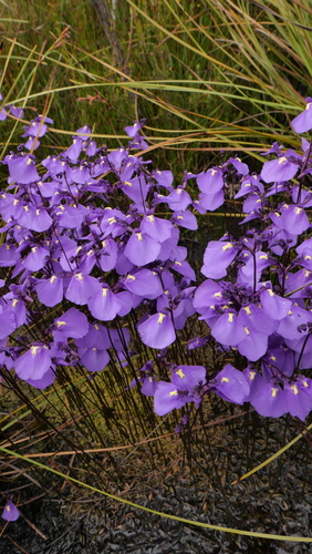 Utricularia dichotoma (fairy aprons) (alternate view 2)