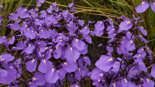 Utricularia dichotoma (fairy aprons) (alternate view 3)