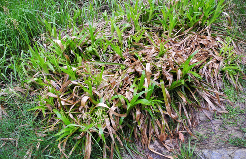 Luzula sylvatica (Great Woodrush)