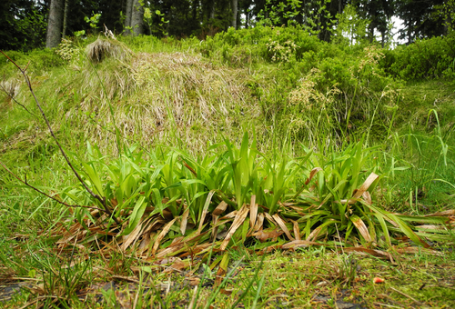 Luzula sylvatica (Great Woodrush)