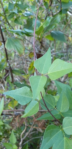 Dipogon lignosus (Okie bean)