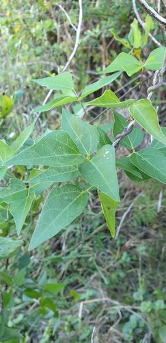 Dipogon lignosus (Okie bean) (alternate view 2)