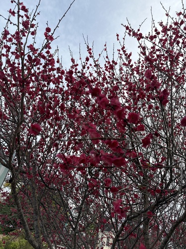 Prunus cerasifera (purple leaf plum, cherry plum) (alternate view 4)