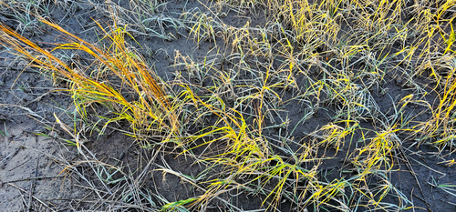 Sporobolus alterniflorus (Saltmarsh Cordgrass) (alternate view 5)