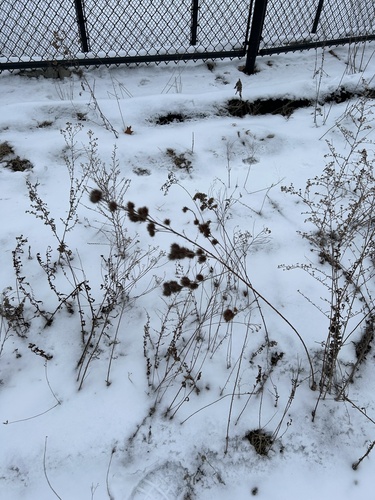 Lespedeza capitata (round-headed bush clover) (alternate view 5)
