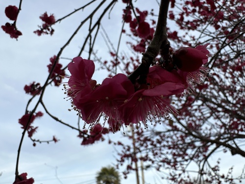 Prunus cerasifera (purple leaf plum, cherry plum) (alternate view 5)