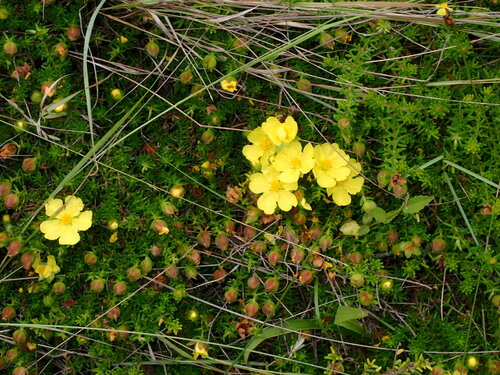Hibbertia vestita (Hairy Guinea-flower) (alternate view 9)