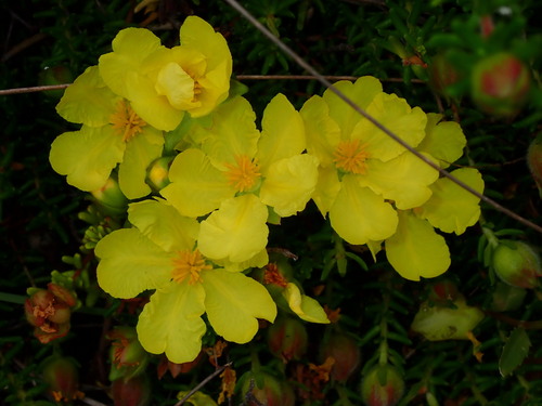 Hibbertia vestita (Hairy Guinea-flower) (alternate view 10)