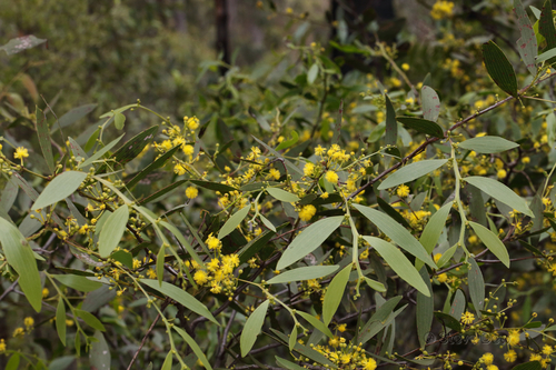Acacia complanata (flat-stemmed wattle)