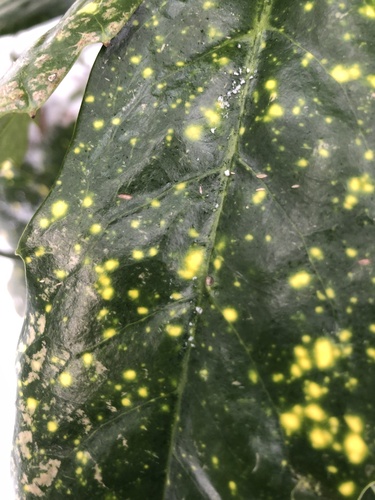 Aucuba japonica (Japanese aucuba) (alternate view 8)