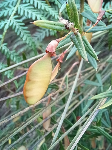 Bossiaea cinerea (Showy Bossiaea) (alternate view 5)