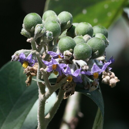 Solanum mauritianum (bugweed) (alternate view 6)