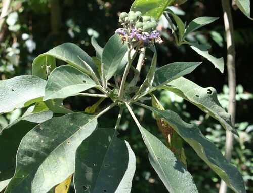 Solanum mauritianum (bugweed) (alternate view 7)