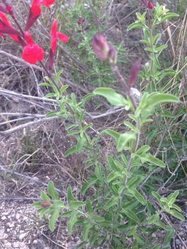 Salvia greggii (Autumn sage) (alternate view 9)