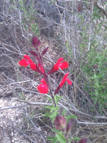 Salvia greggii (Autumn sage) (alternate view 8)