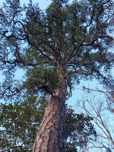 Pinus echinata (shortleaf pine) (alternate view 10)