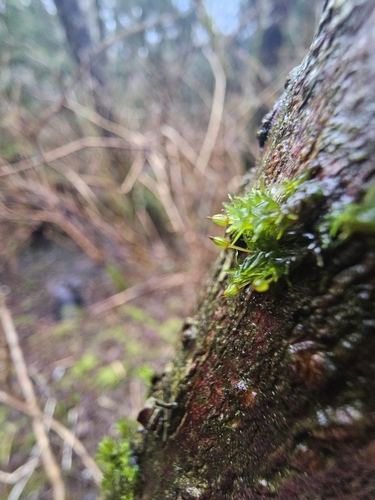 Orthotrichum pulchellum (Elegant Bristle-moss)