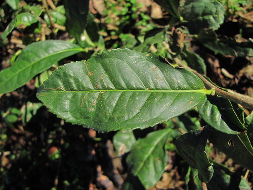 Camellia sinensis (Tea Plant)