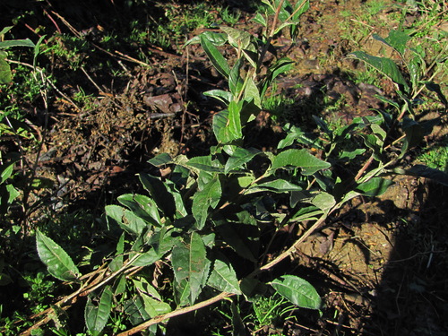 Camellia sinensis (Tea Plant)