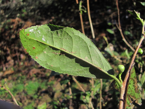 Camellia sinensis (Tea Plant)