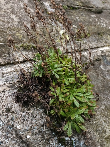 Erinus alpinus (Fairy Foxglove)