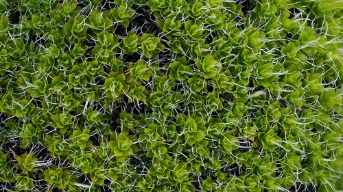 Syntrichia montana (Intermediate Screw-moss)
