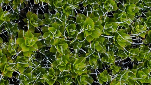 Syntrichia montana (Intermediate Screw-moss)