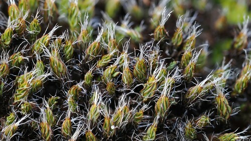 Syntrichia montana (Intermediate Screw-moss)