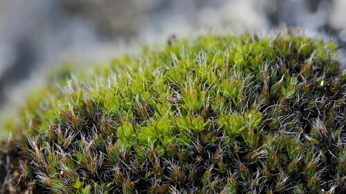 Syntrichia montana (Intermediate Screw-moss)