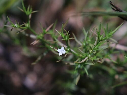 Polypremum procumbens (Rust Weed) (alternate view 5)