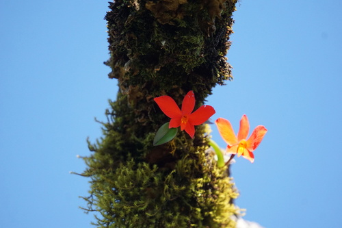 Cattleya