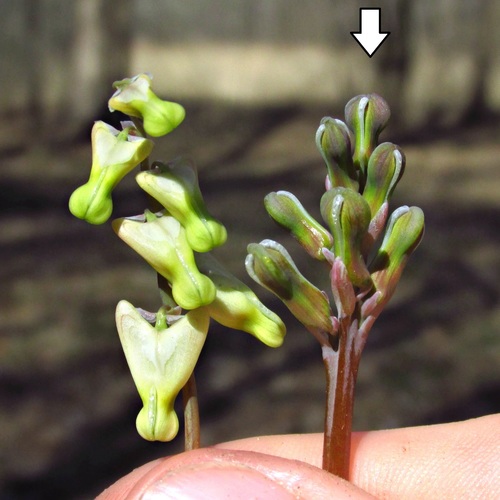 Dicentra canadensis (squirrel corn)