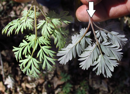 Dicentra canadensis (squirrel corn) (alternate view 2)