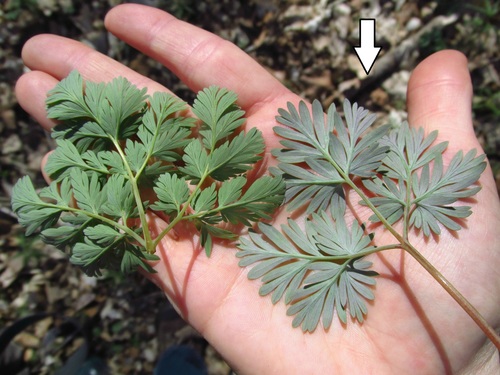 Dicentra canadensis (squirrel corn) (alternate view 3)