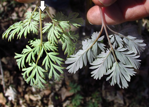 Dicentra cucullaria (Dutchman's breeches)