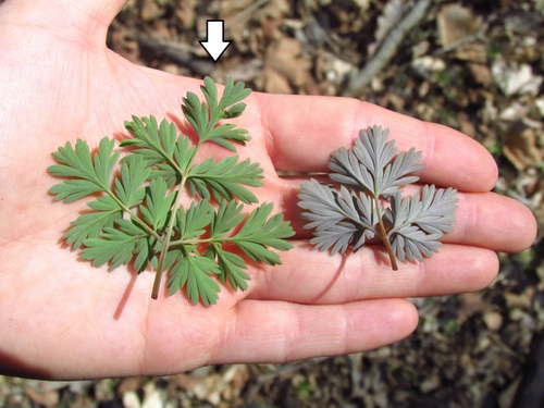 Dicentra cucullaria (Dutchman's breeches)