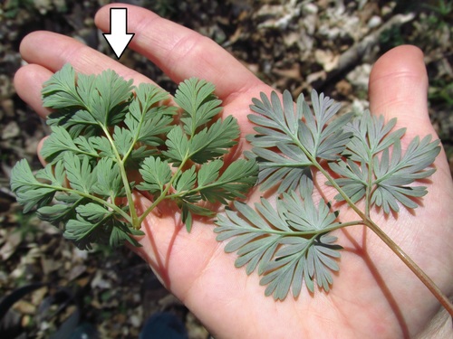 Dicentra cucullaria (Dutchman's breeches)