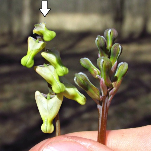 Dicentra cucullaria (Dutchman's breeches)