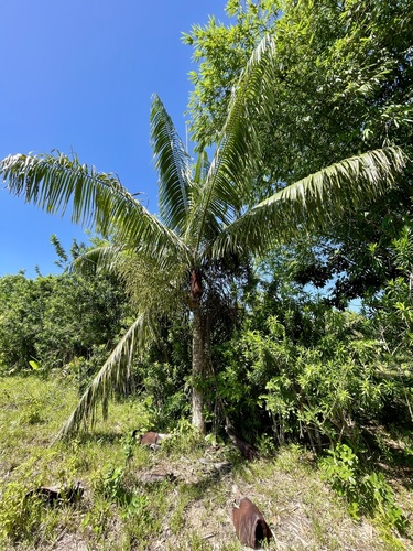 Dypsis (alternate view 8)