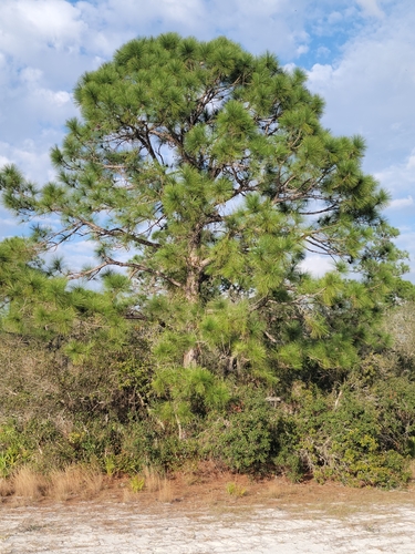 Pinus elliottii (slash pine)