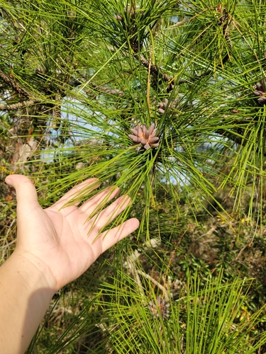 Pinus elliottii (slash pine) (alternate view 2)