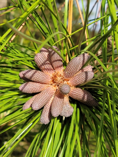Pinus elliottii (slash pine) (alternate view 3)
