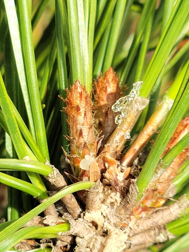 Pinus elliottii (slash pine) (alternate view 4)
